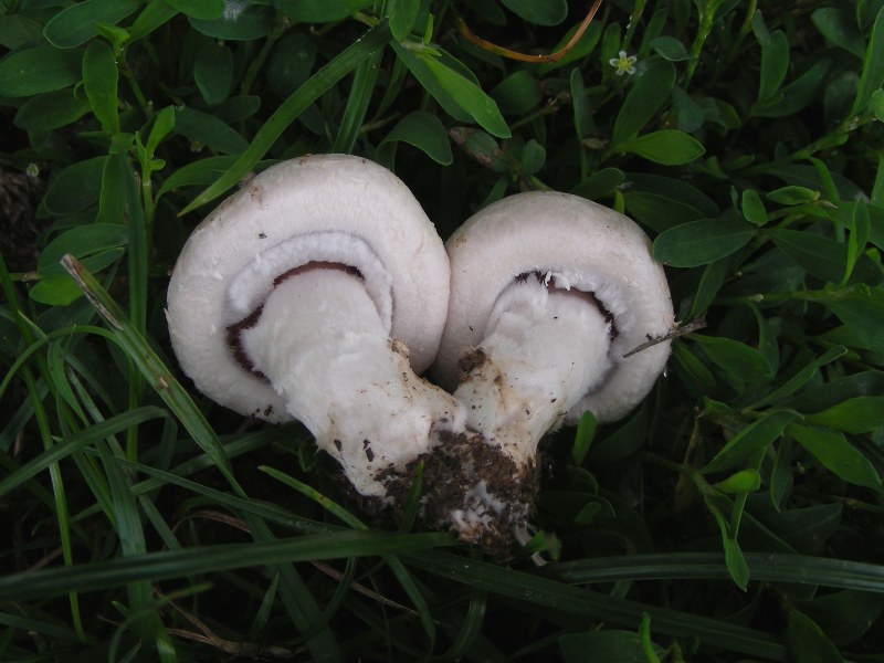 Agaricus campestris?
